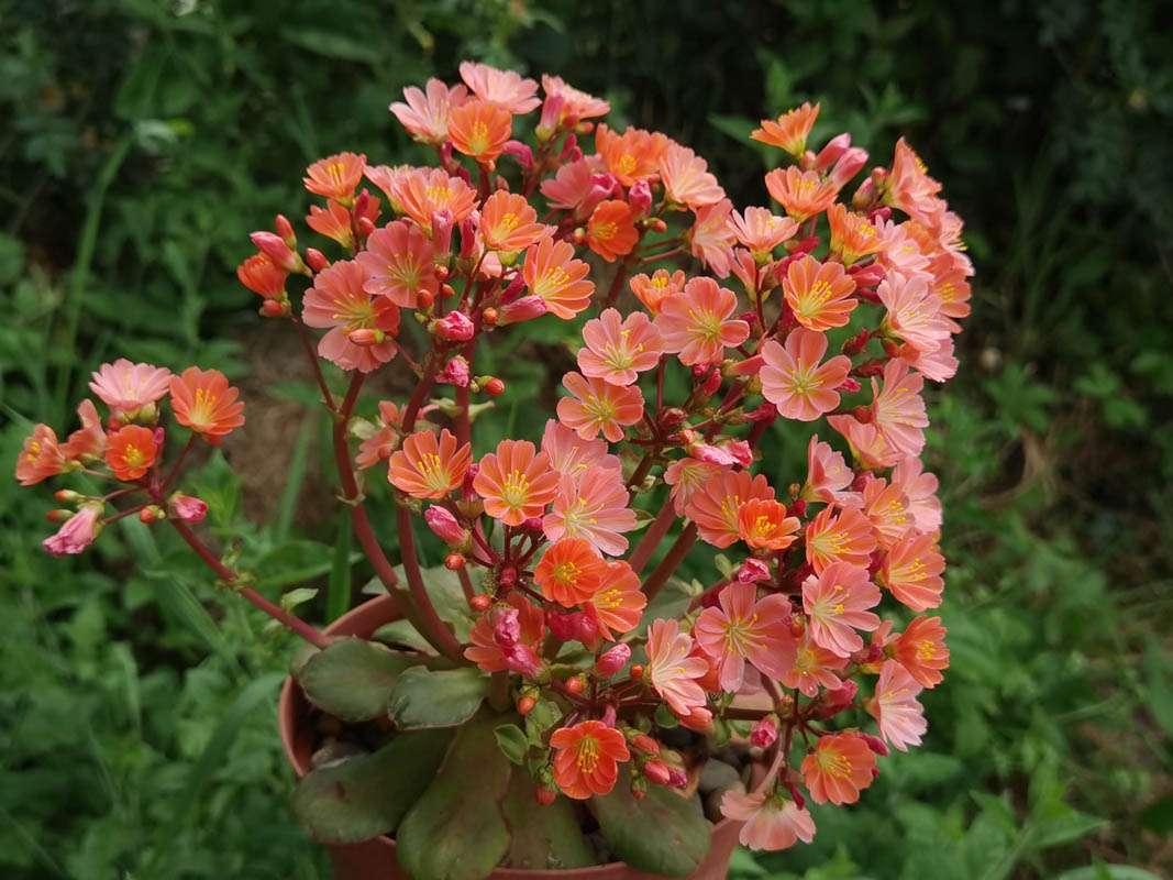 Lewisia cotyledon — formes orangées photo